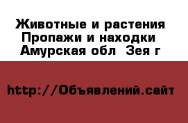 Животные и растения Пропажи и находки. Амурская обл.,Зея г.